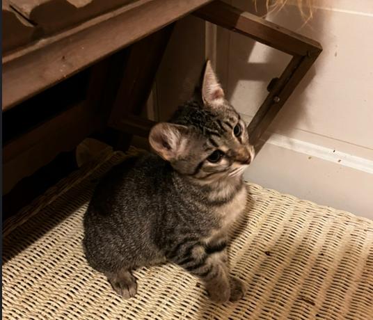 Sylvia, a Adoptable Domestic Short Hair in Manhattan , KS image 3/6