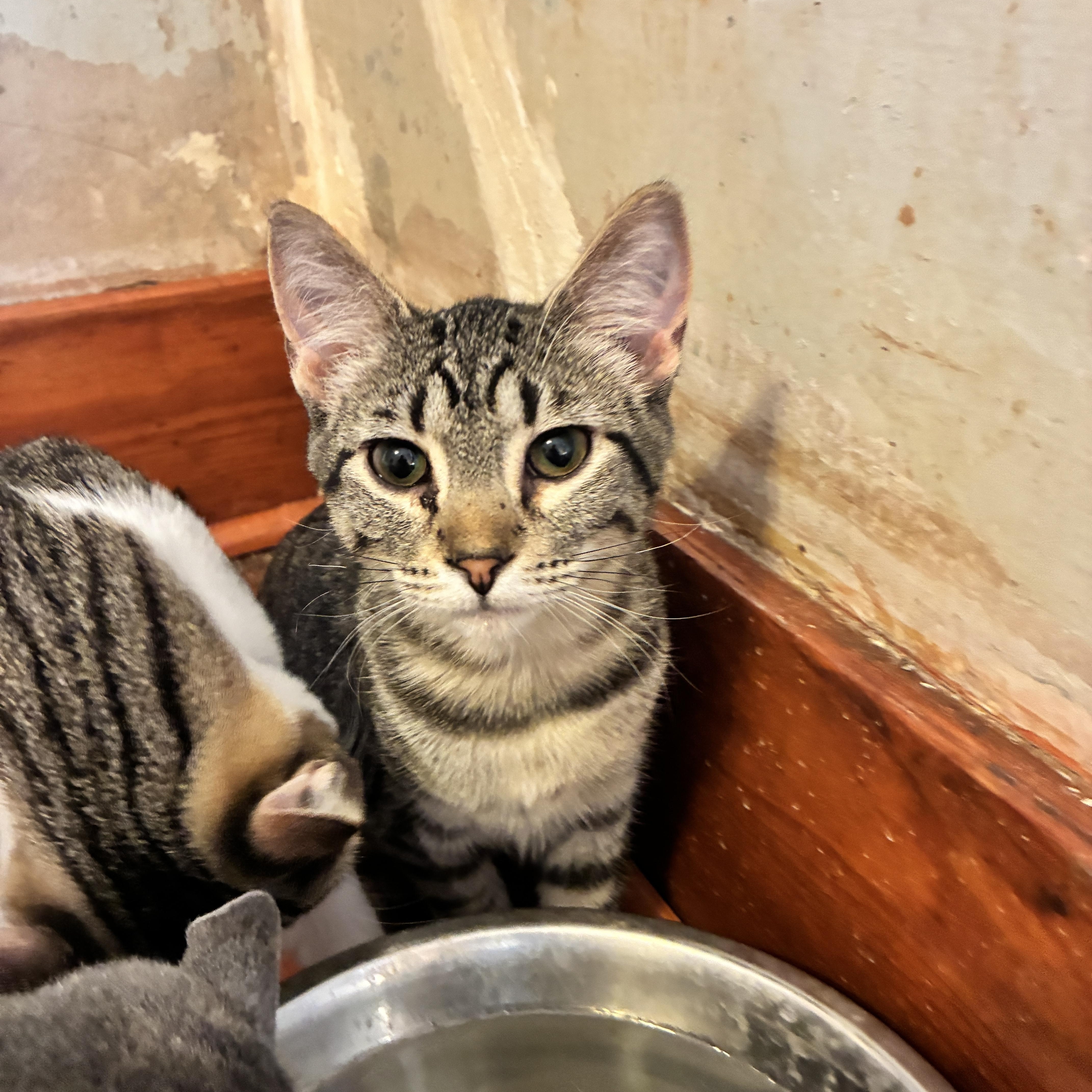 Sylvia, a Adoptable Domestic Short Hair in Manhattan , KS image 1/6