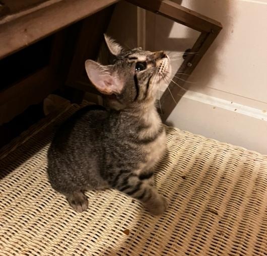 Sylvia, Adoptable, Young Female Domestic Short Hair.