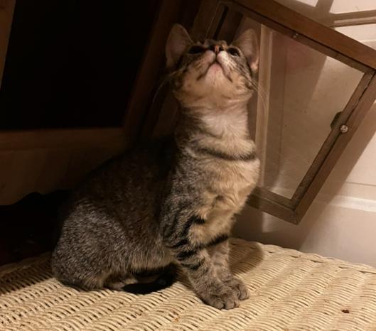 Sylvia, a Adoptable Domestic Short Hair in Manhattan , KS image 5/6