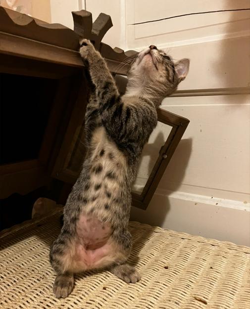 Sylvia, a Adoptable Domestic Short Hair in Manhattan , KS image 6/6