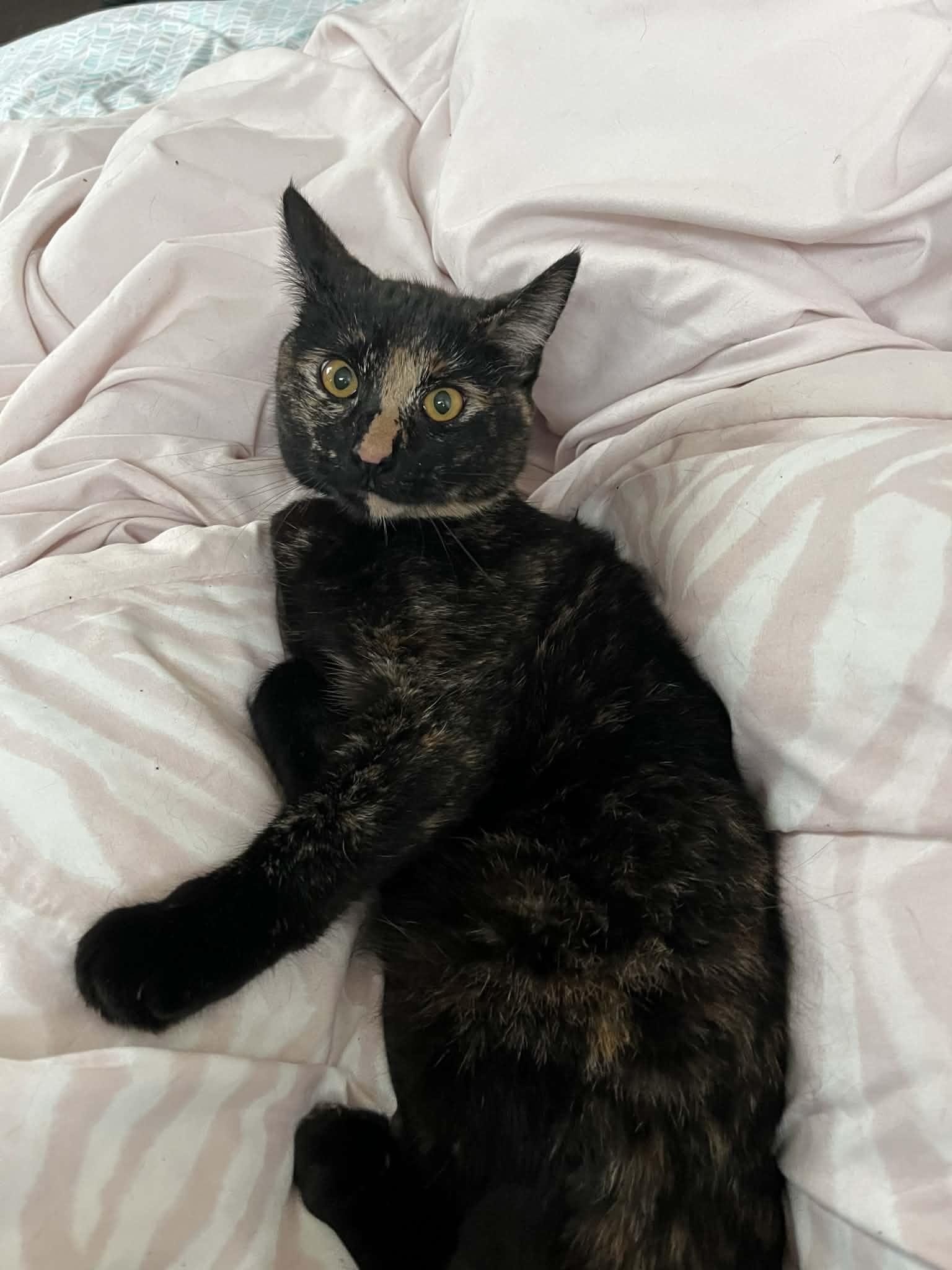 Enlarge Cupcake, a Adoptable Domestic Short Hair in Irmo, SC image 1/1