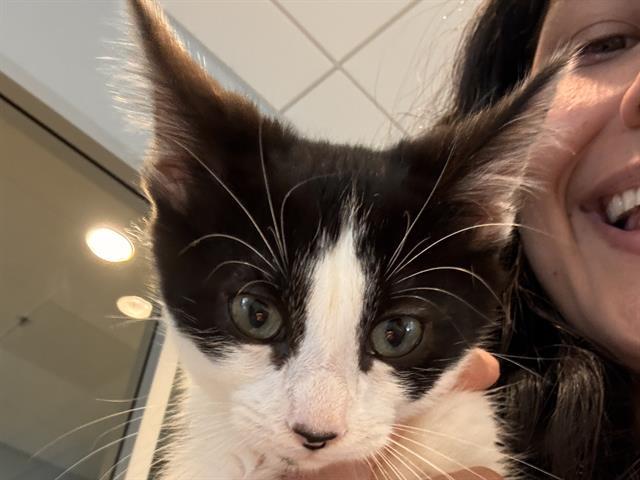 TAHITI, Adoptable, Kitten Female Domestic Short Hair.