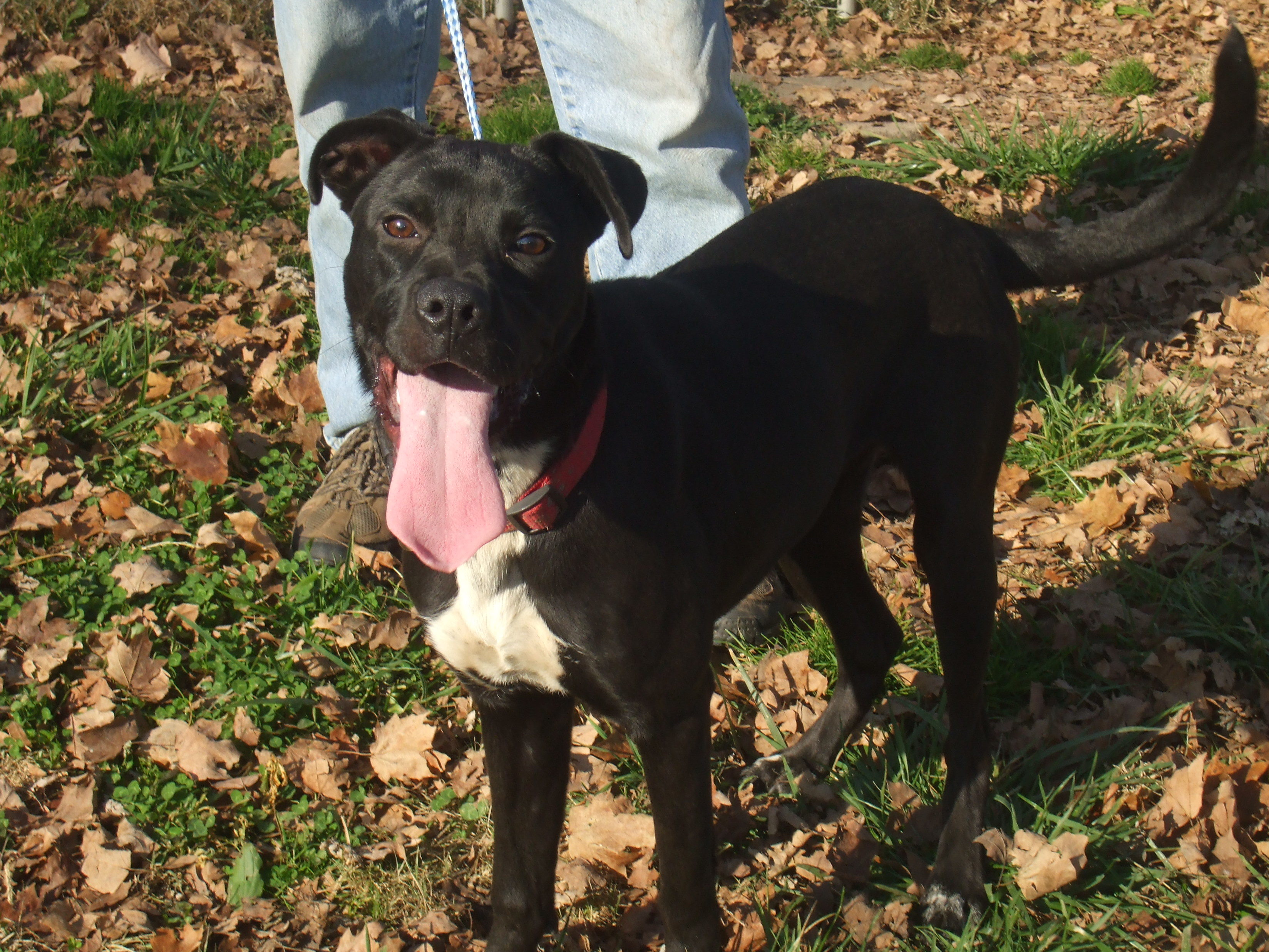 Dixie, an adoptable Mixed Breed, Terrier in Manchester, TN, 37355 | Photo Image 1