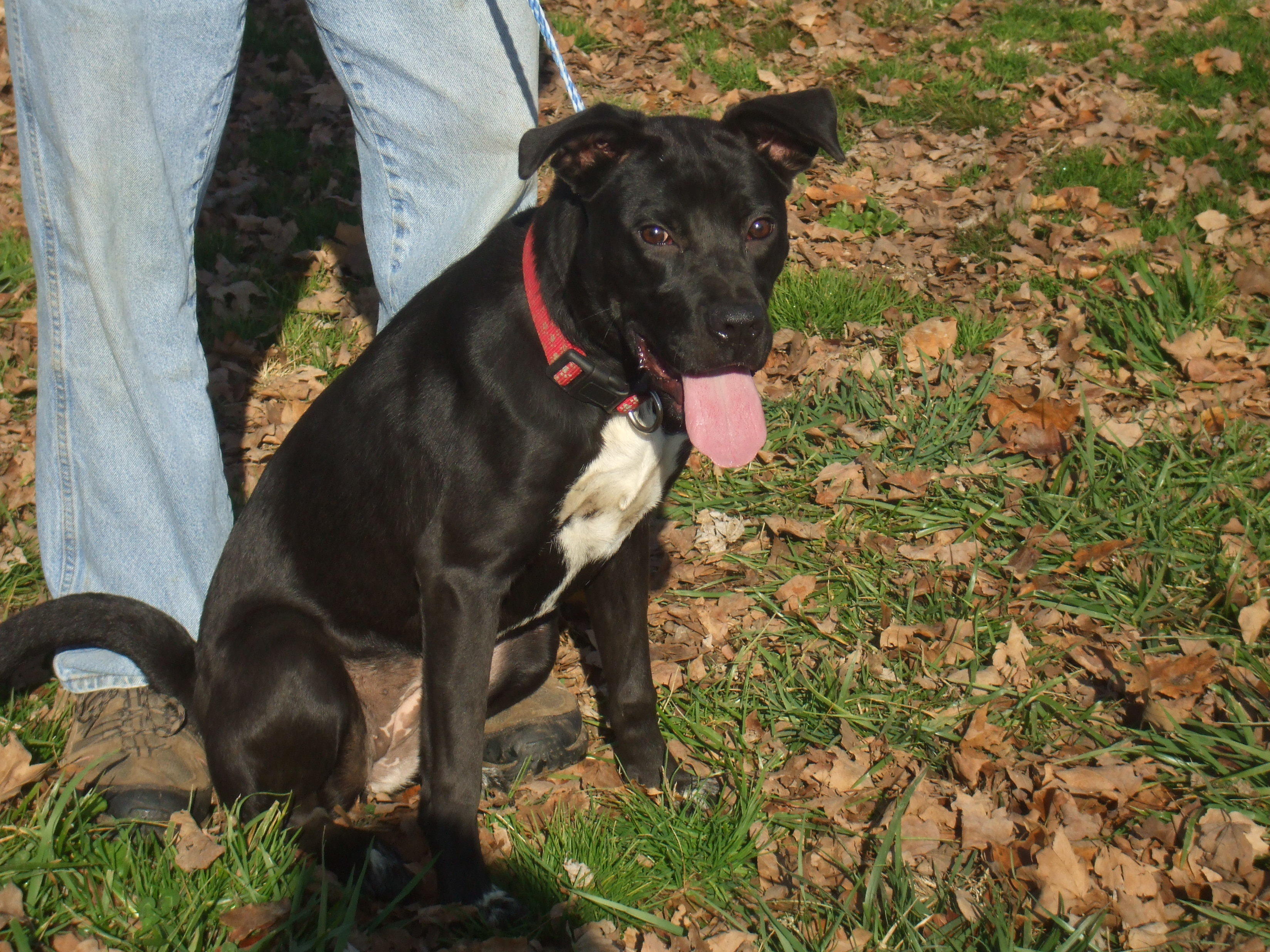 Dixie photo 2