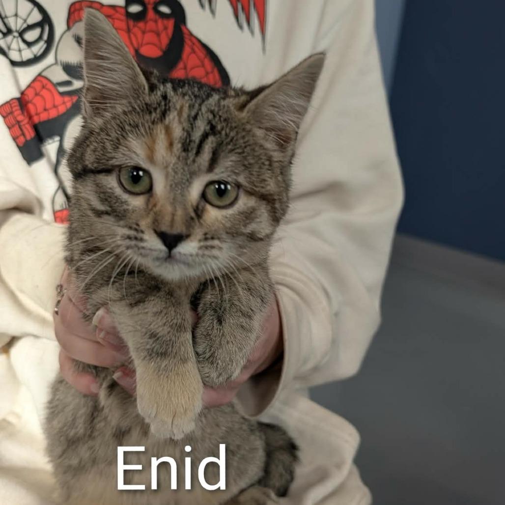 Enid, Adoptable, Kitten Female Domestic Medium Hair.