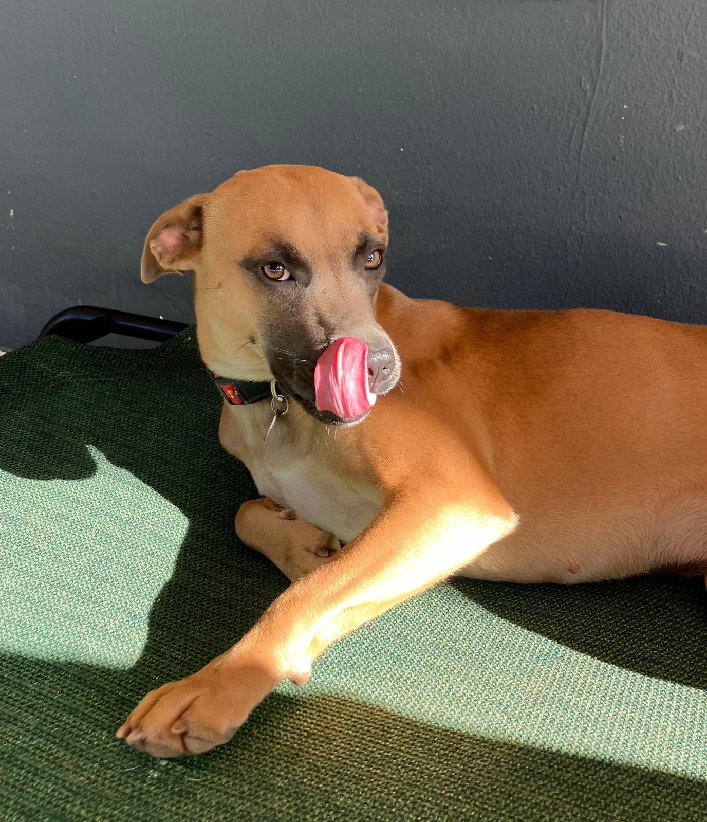 Latte, ADOPTABLE, Young Female Boerboel & Black Mouth Cur.