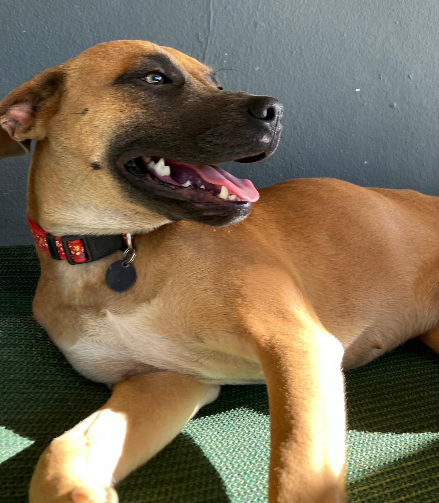 Enlarge Latte, a ADOPTABLE mixed breed in Falls Church, VA image 3/6