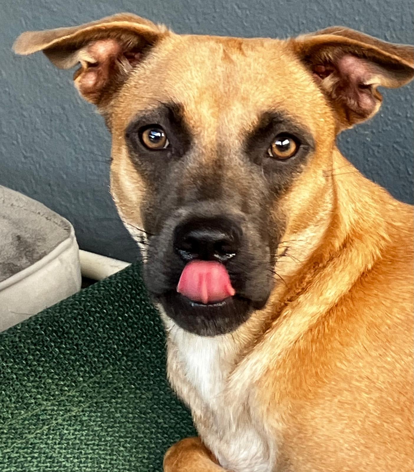 Latte, a ADOPTABLE mixed breed in Newark, NJ image 6/6
