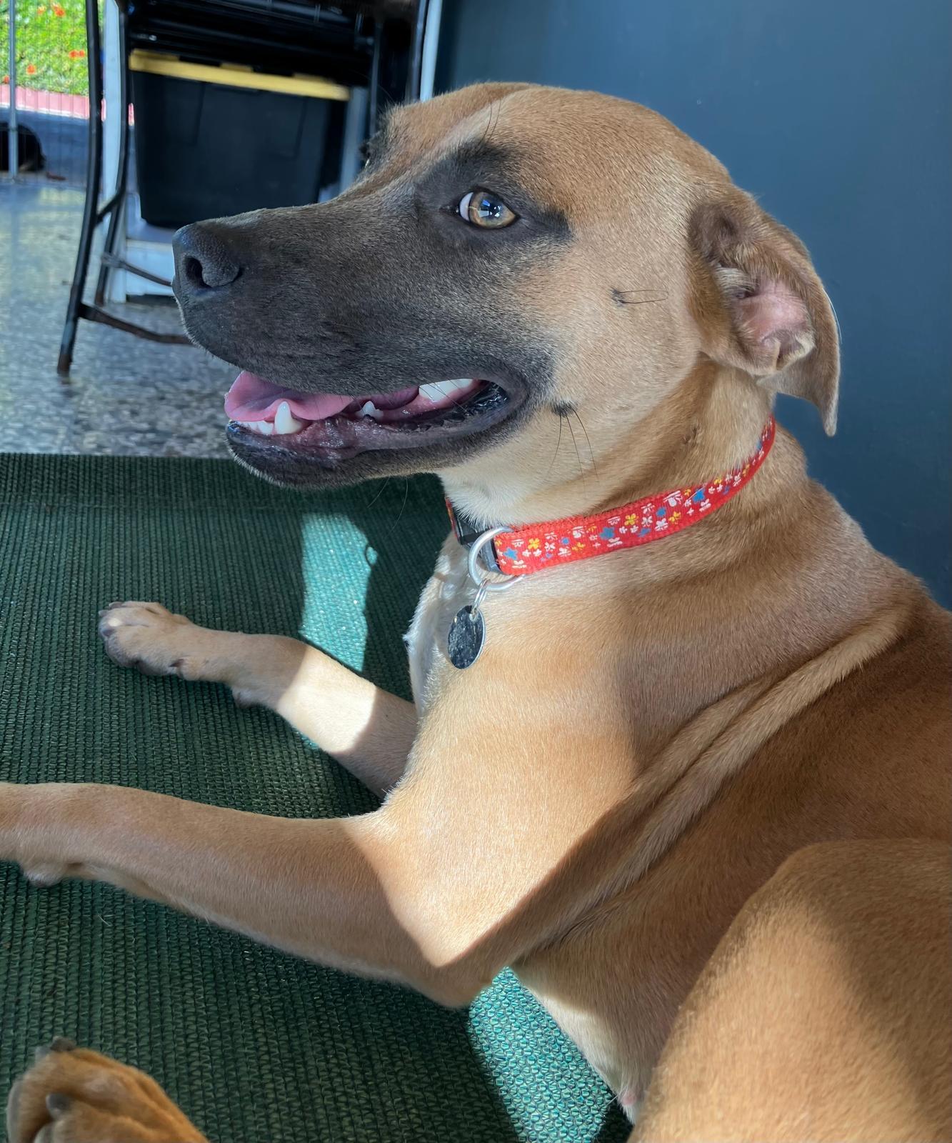 Latte, ADOPTABLE, Young Female Boerboel & Black Mouth Cur.