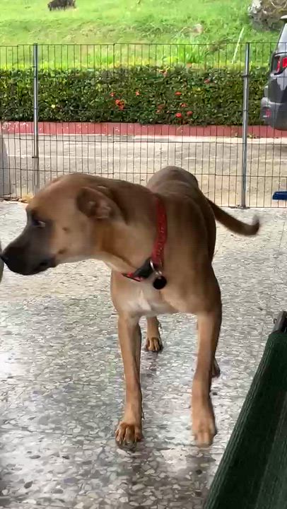 Enlarge Latte, a ADOPTABLE mixed breed in Newark, NJ video 5/6