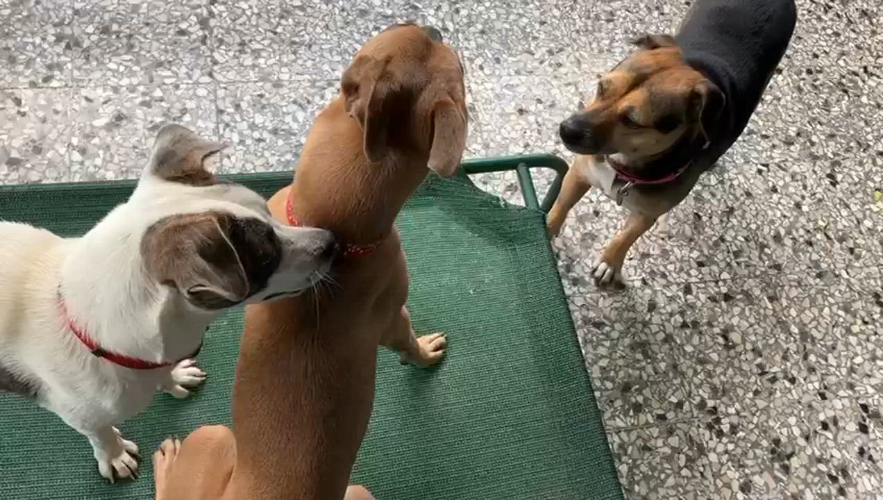 Enlarge Latte, a ADOPTABLE mixed breed in Falls Church, VA video 5/6