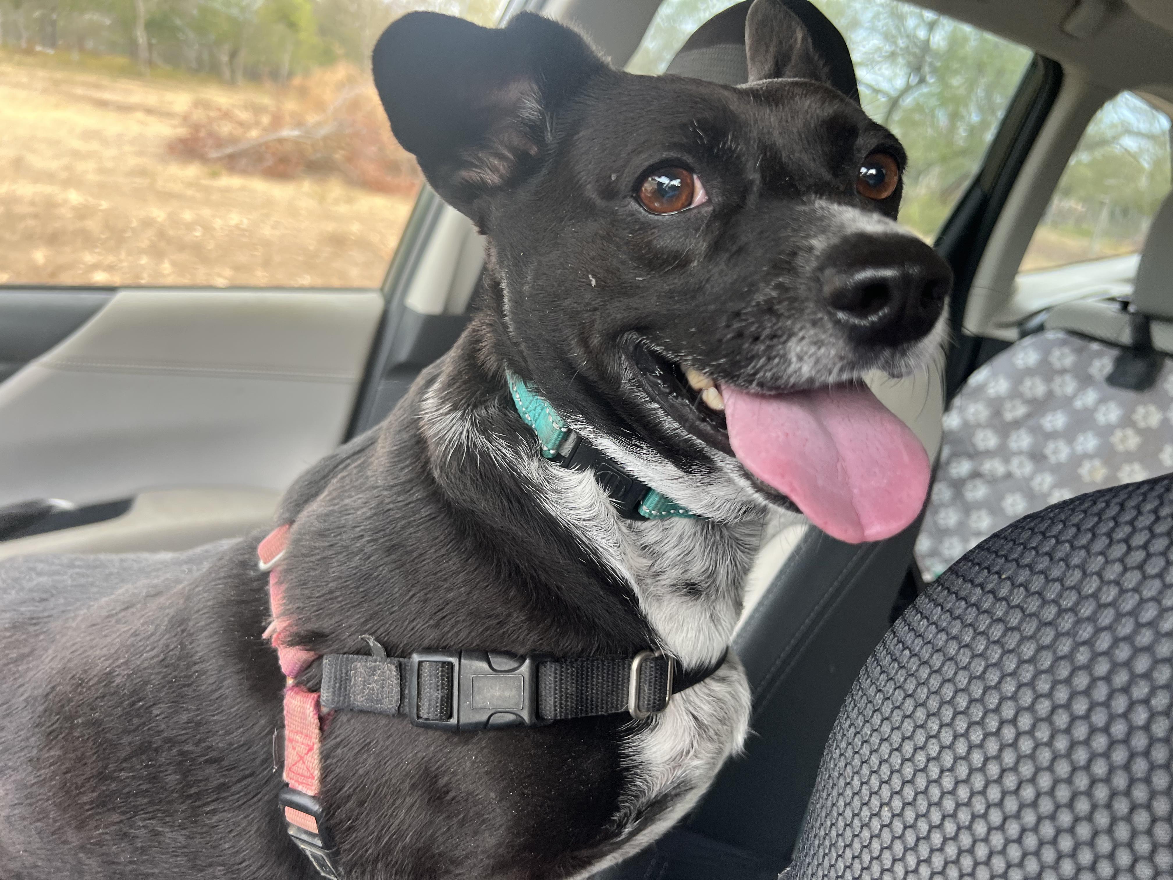 B00, an adopted mixed breed in Austin, TX image 2/3