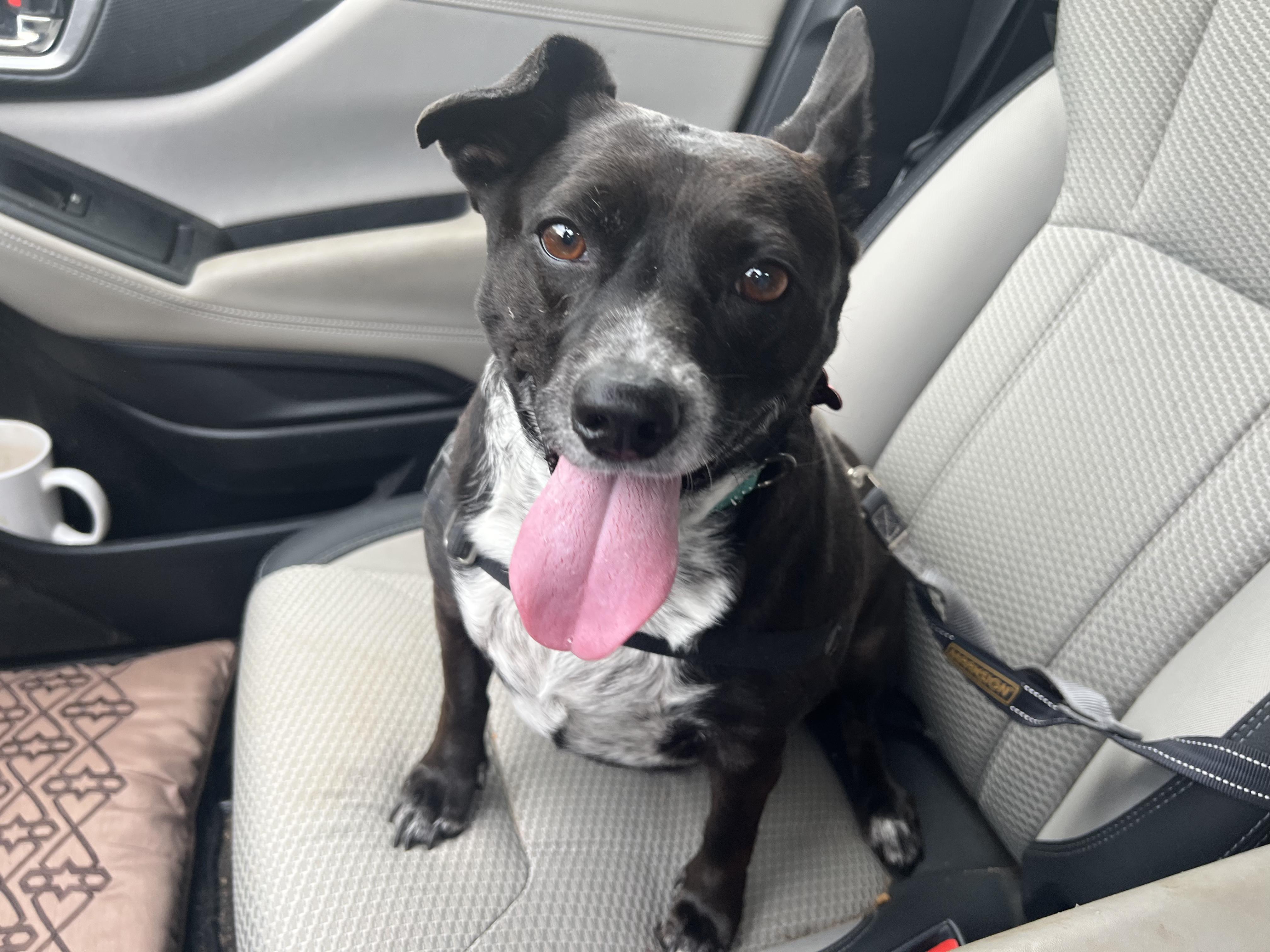 B00, an adopted mixed breed in Austin, TX image 3/3