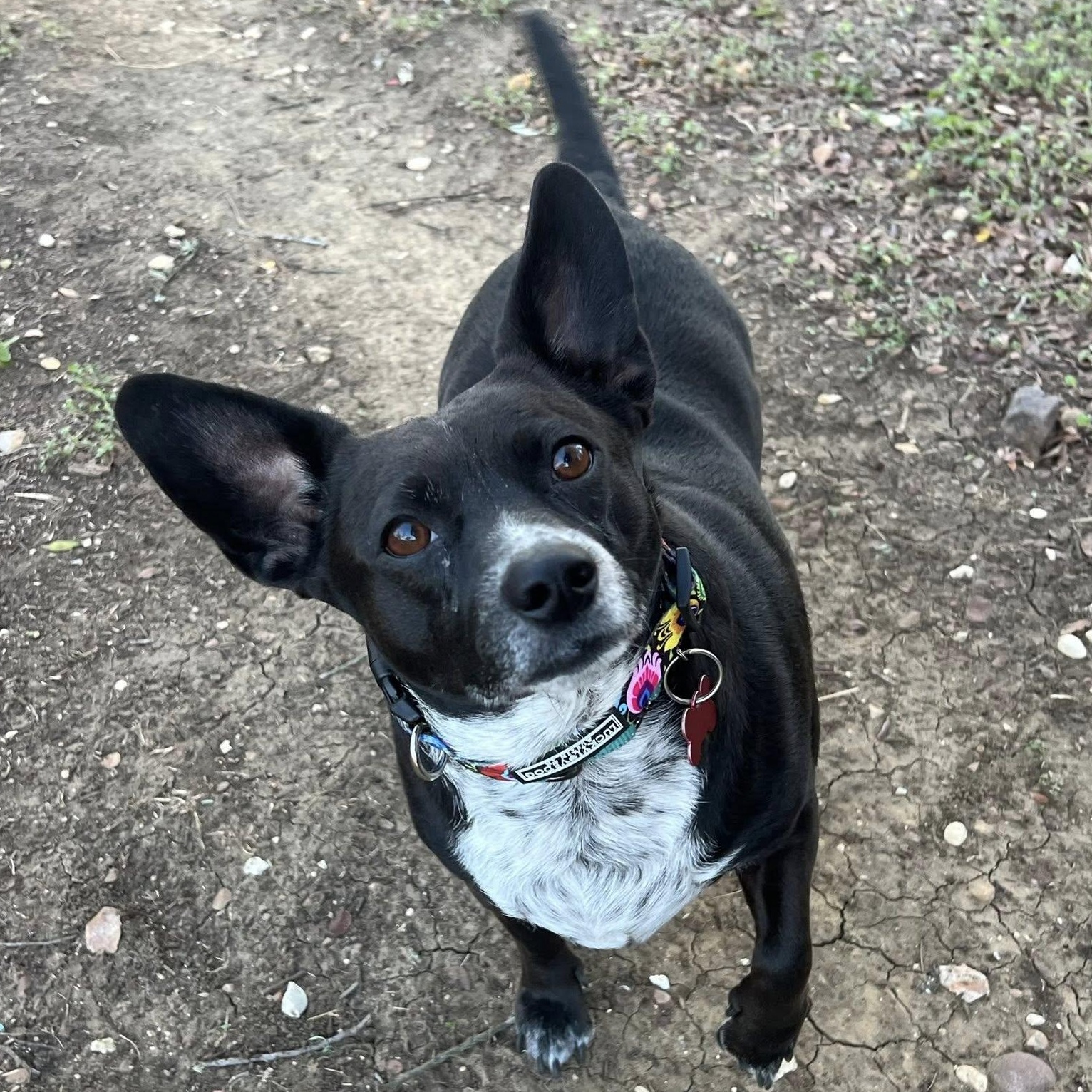 B00, an adopted mixed breed in Austin, TX image 1/3