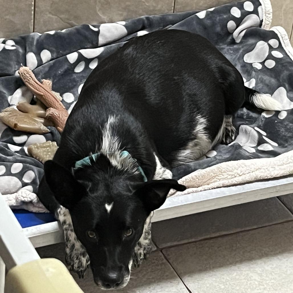 Enlarge Harlequin, a Adoptable mixed breed in North Myrtle Beach, SC image 1/1