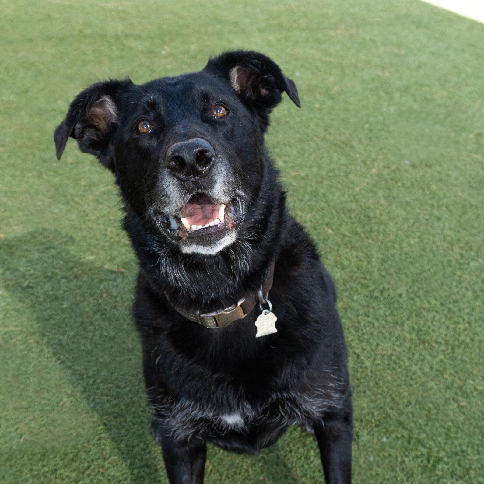 Enlarge Gatey, an adopted mixed breed in Encinitas, CA image 1/1