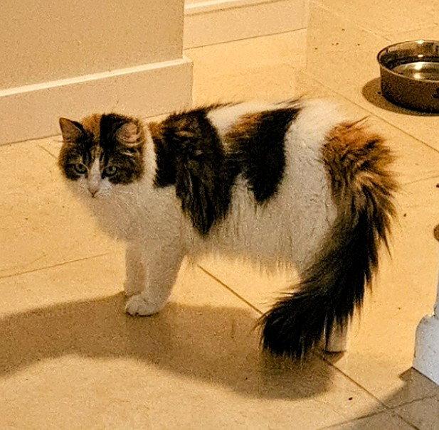 Trixie, Adoptable, Young Female Domestic Long Hair.