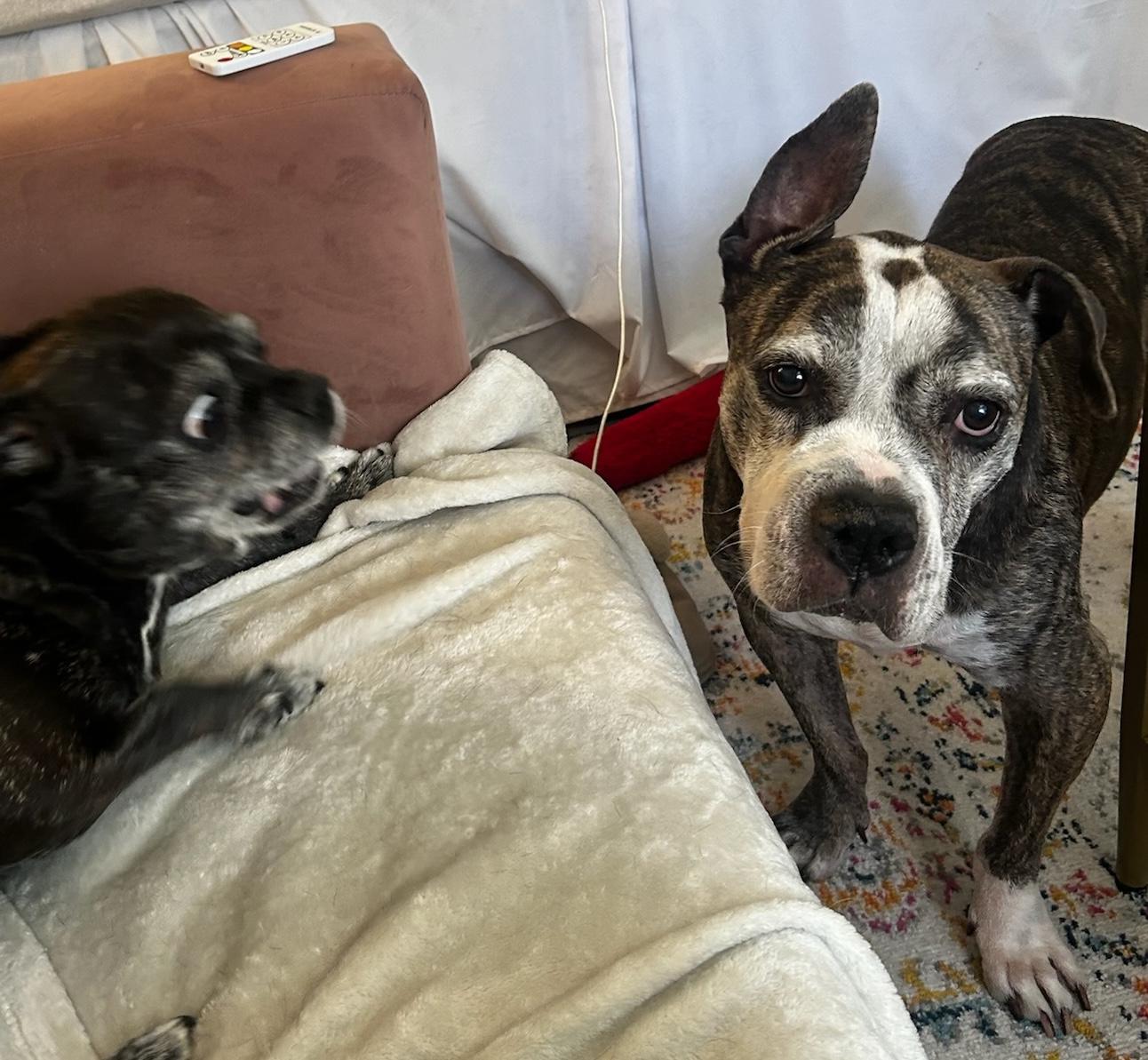 Zoe, a Adoptable mixed breed in Brooklyn, NY image 3/6