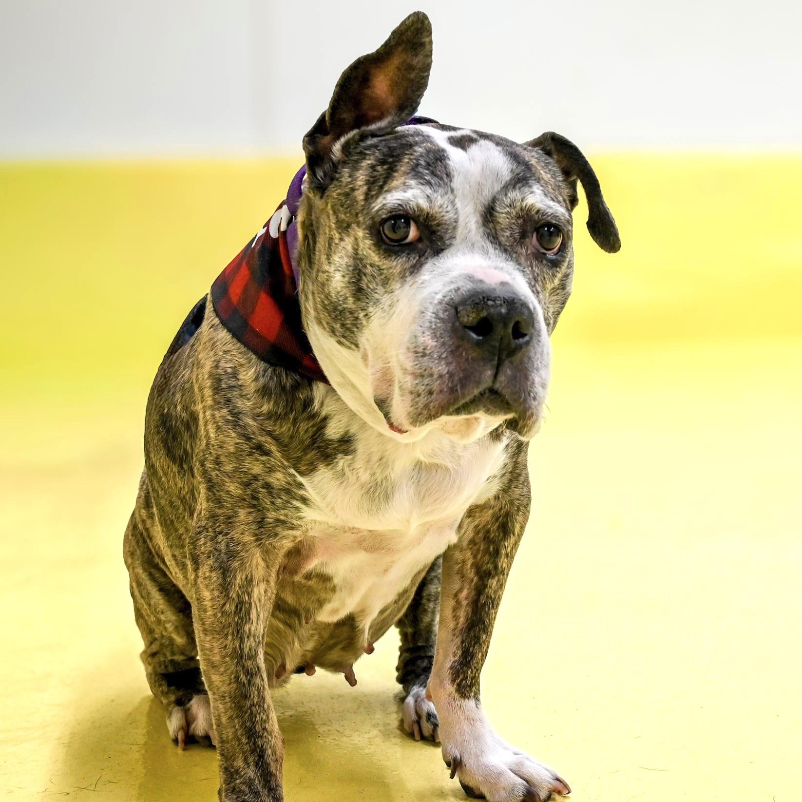 Zoe, Adoptable, Senior Female Bulldog & Boston Terrier.