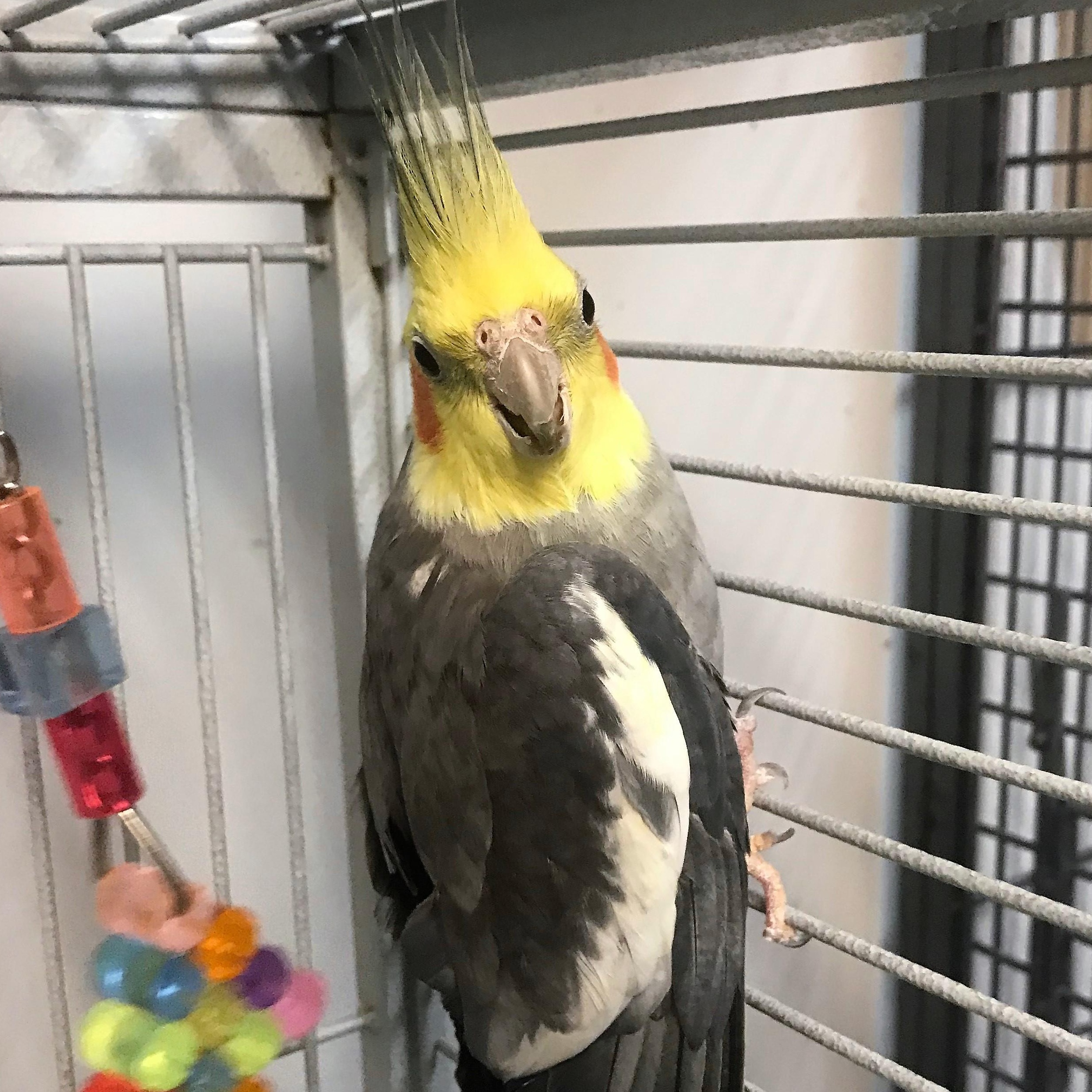 Neal, Adoptable, Adult Male Cockatiel.