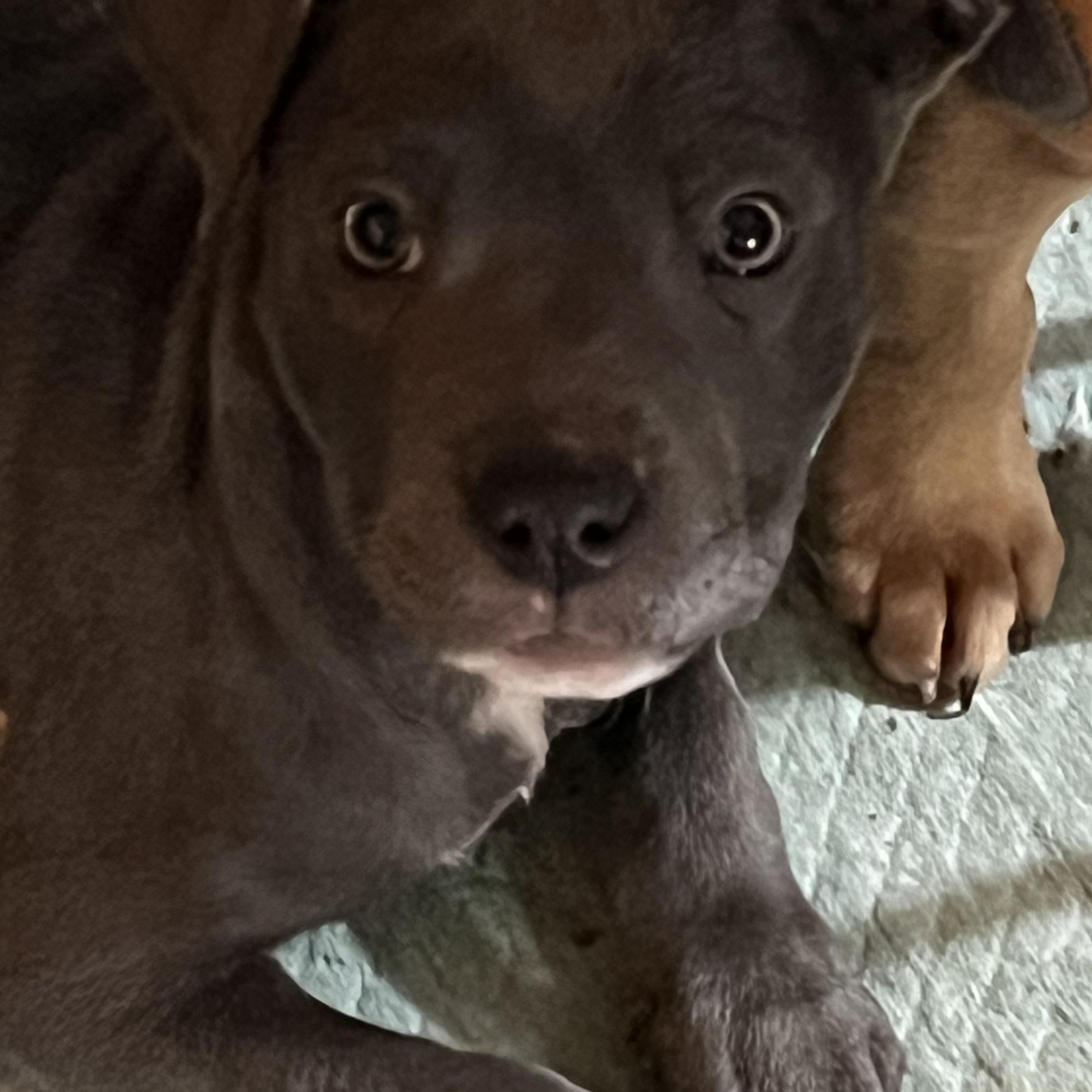 Sandy, ADOPTABLE, Puppy Female Mixed Breed.