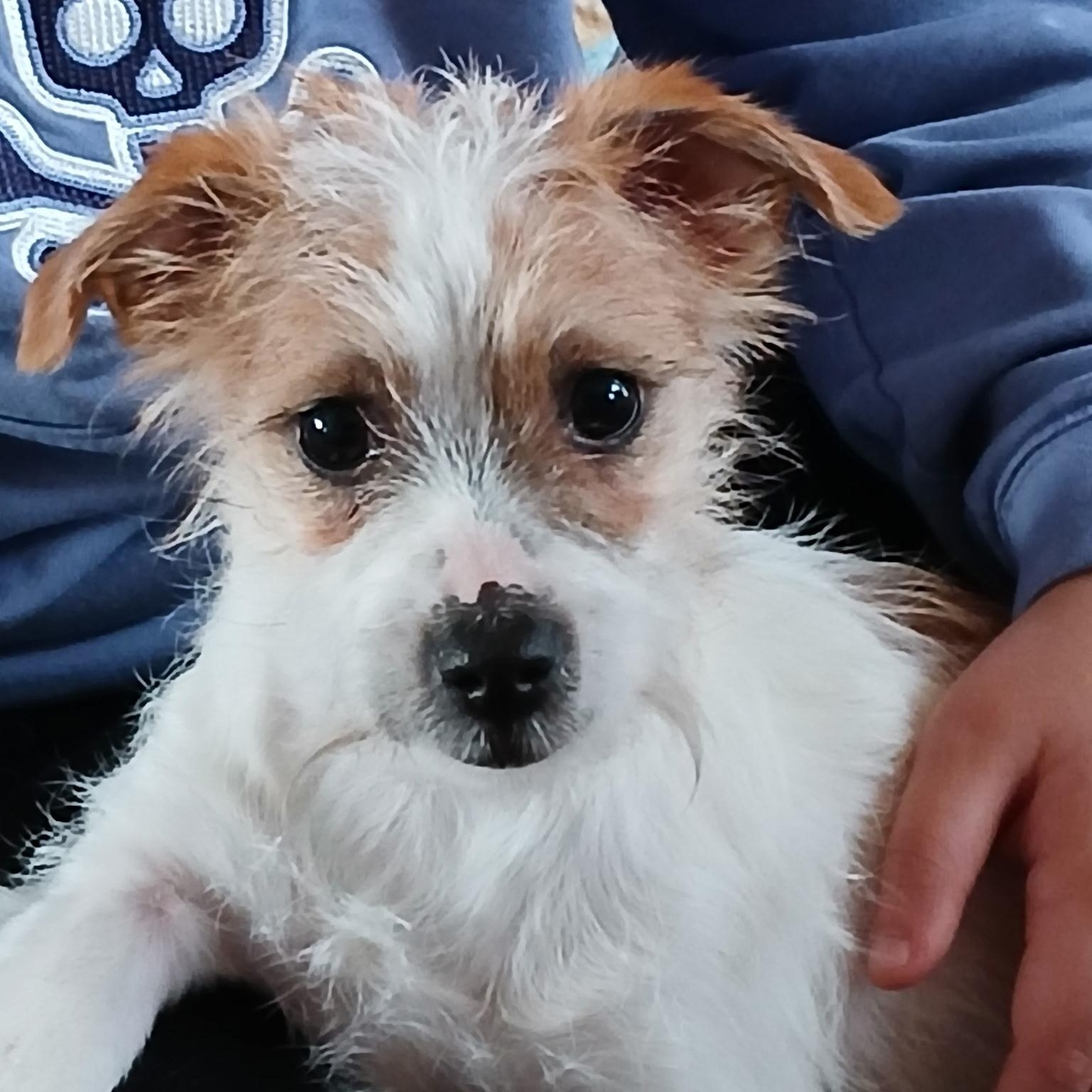 Enlarge Juniper, an adopted Terrier in Gig Harbor, WA image 1/2