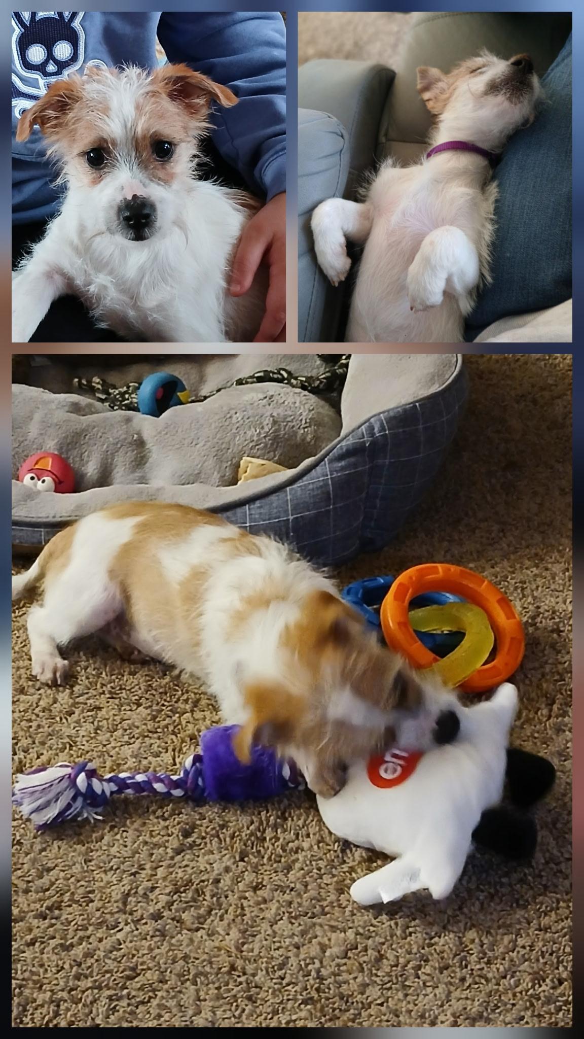 Enlarge Juniper, an adopted Terrier in Gig Harbor, WA image 2/2