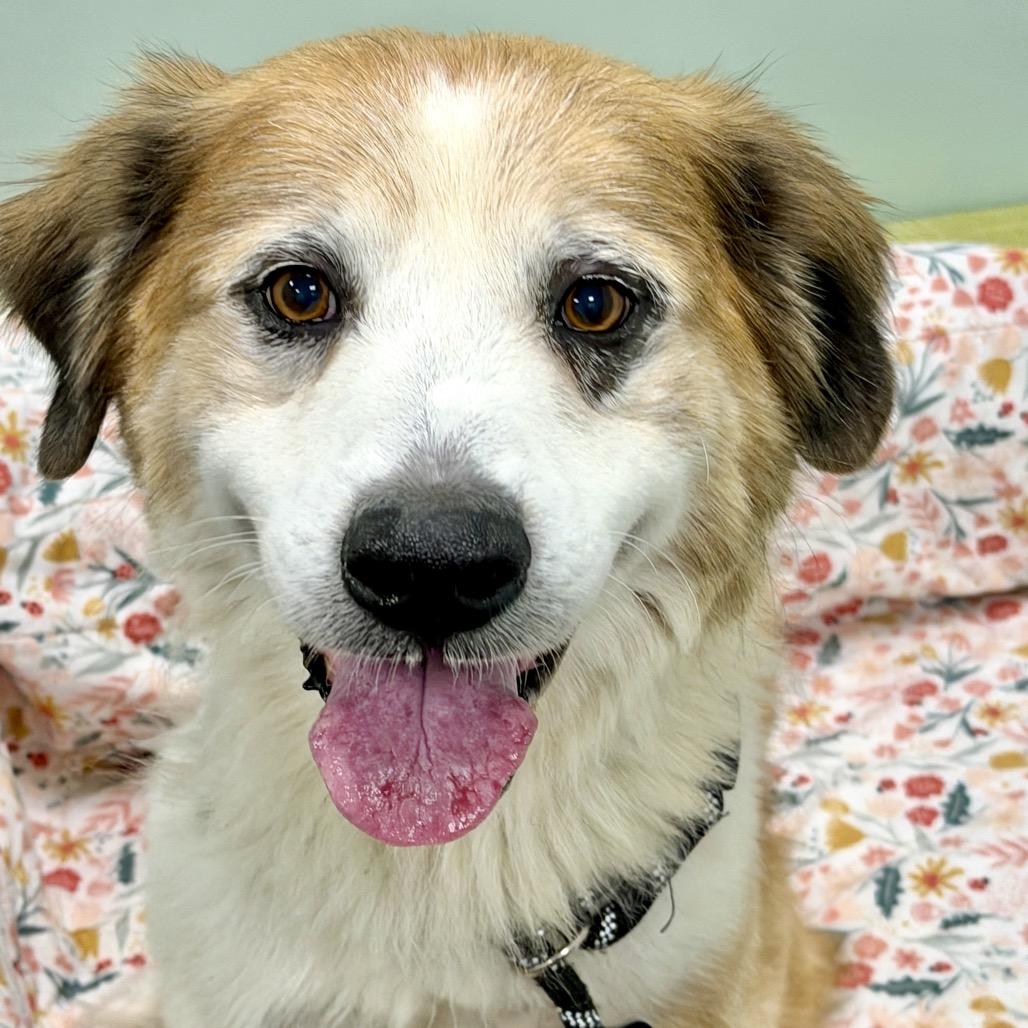 Enlarge Russell, a Adoptable Mixed Breed in Washington Township, OH image 1/6