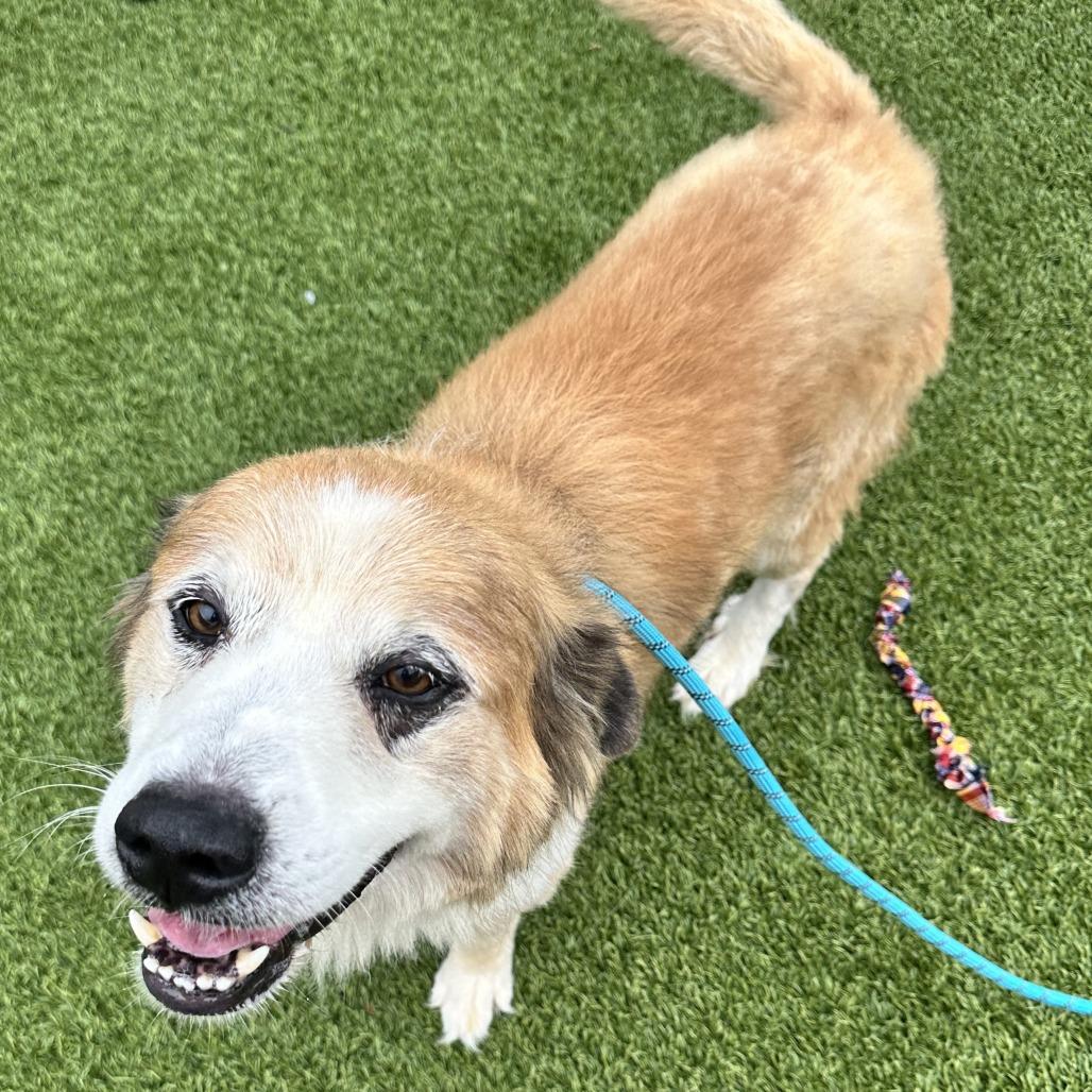 Enlarge Russell, a Adoptable Mixed Breed in Washington Township, OH image 2/6