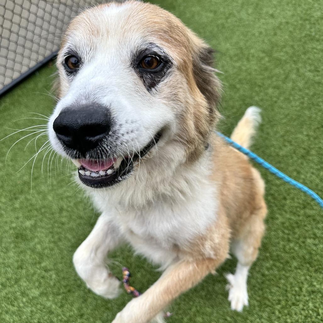 Enlarge Russell, a Adoptable Mixed Breed in Washington Township, OH image 3/6
