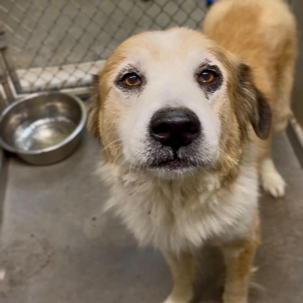 Enlarge Russell, a Adoptable Mixed Breed in Washington Township, OH image 4/6