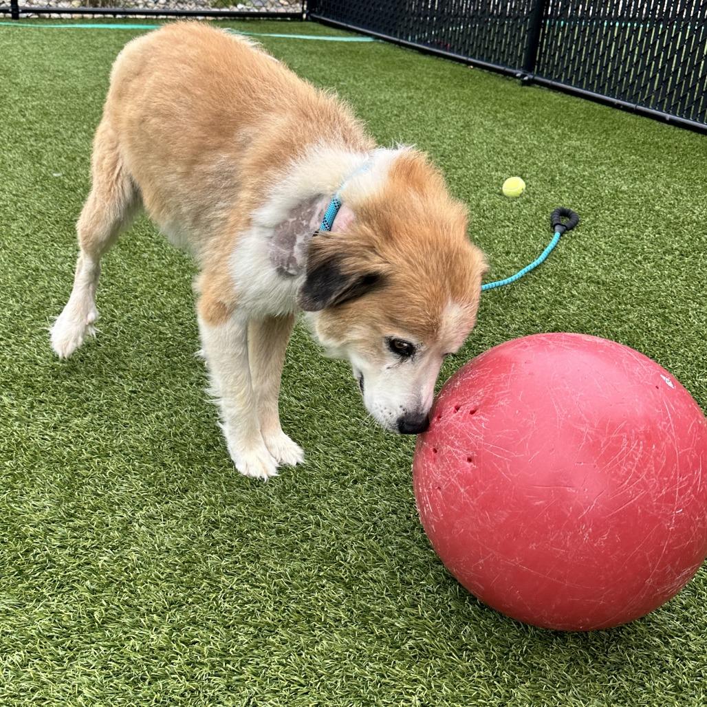 Enlarge Russell, a Adoptable Mixed Breed in Washington Township, OH image 5/6