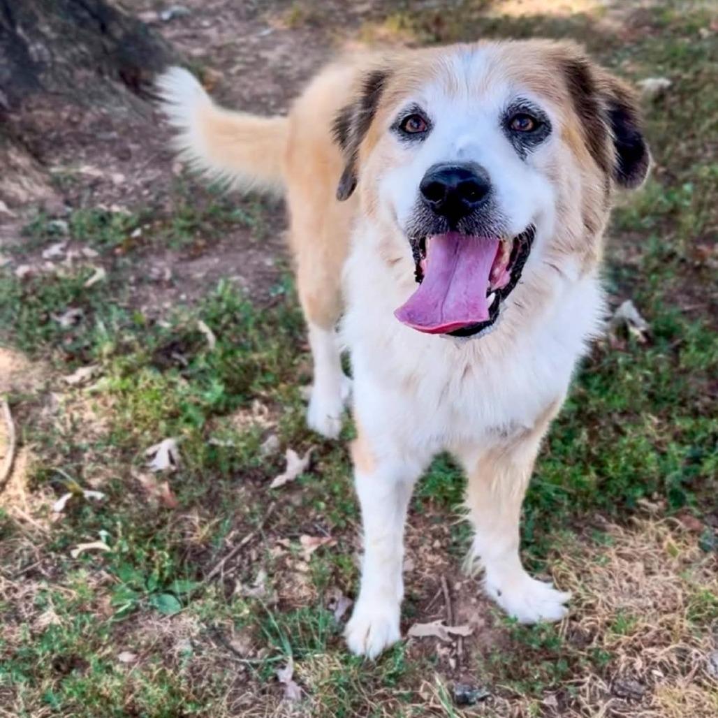 Enlarge Russell, a Adoptable Mixed Breed in Washington Township, OH image 6/6