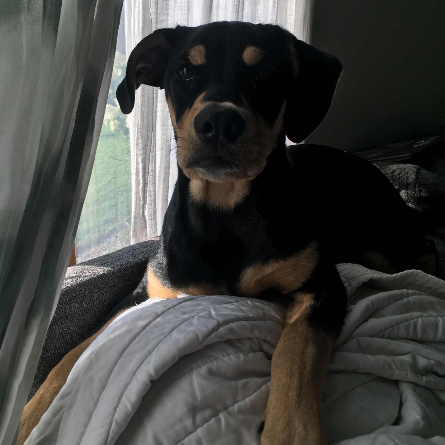 Enlarge Winnie, an adoptable mixed breed in Pittsburgh, PA image 4/6