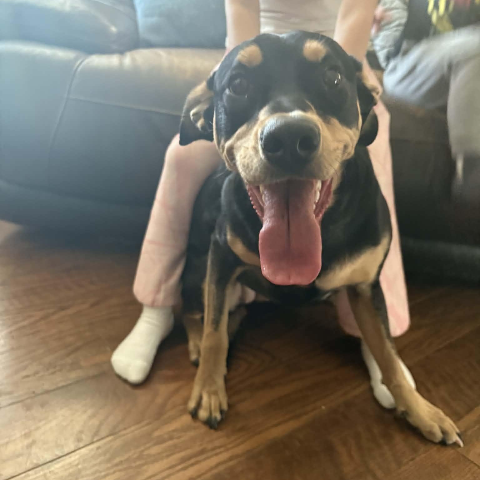 Enlarge Winnie, an adoptable mixed breed in Pittsburgh, PA image 1/6