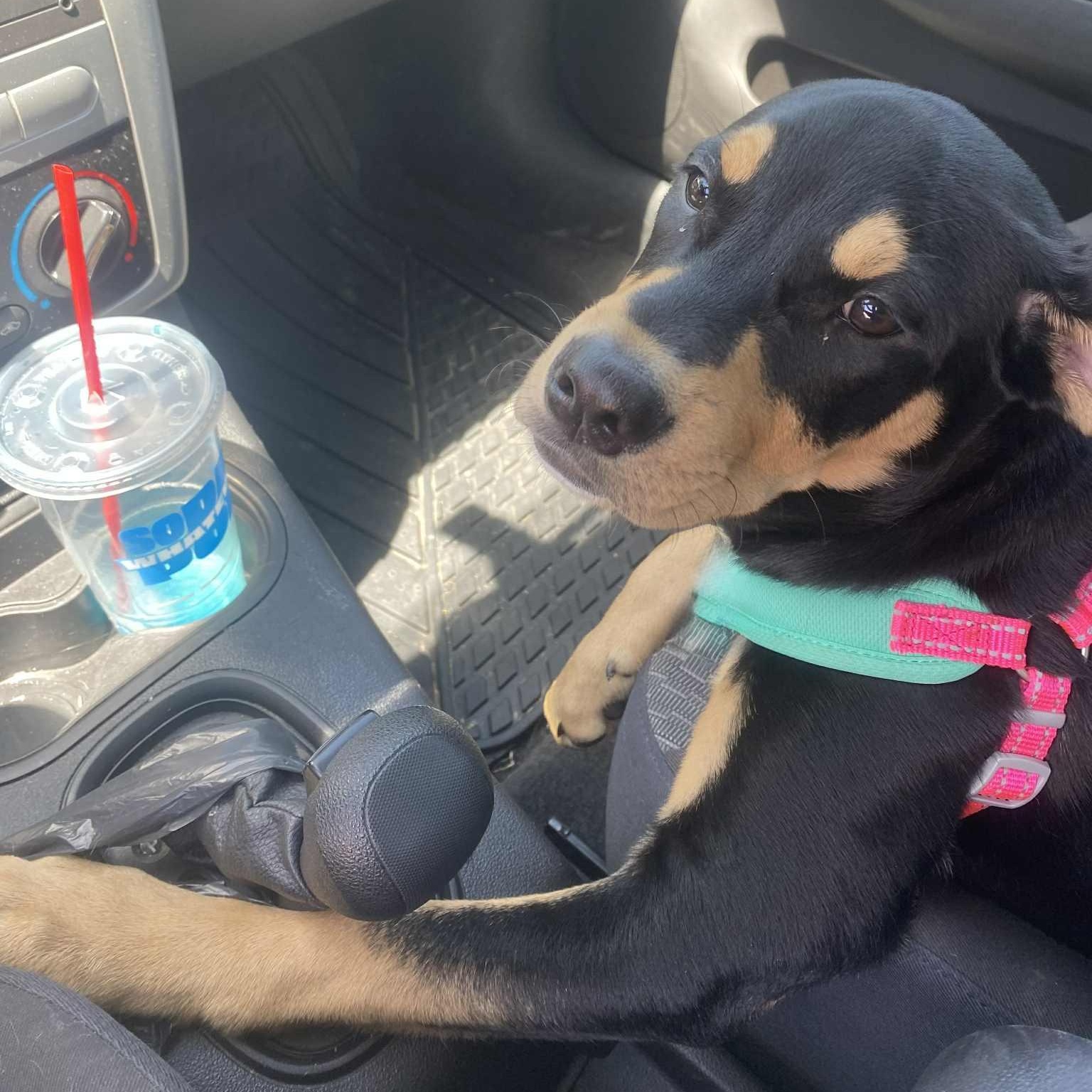 Enlarge Winnie, an adoptable mixed breed in Pittsburgh, PA image 5/6