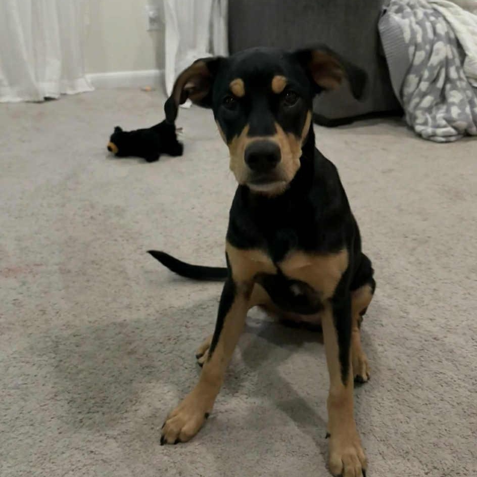 Enlarge Winnie, an adoptable mixed breed in Pittsburgh, PA image 3/6