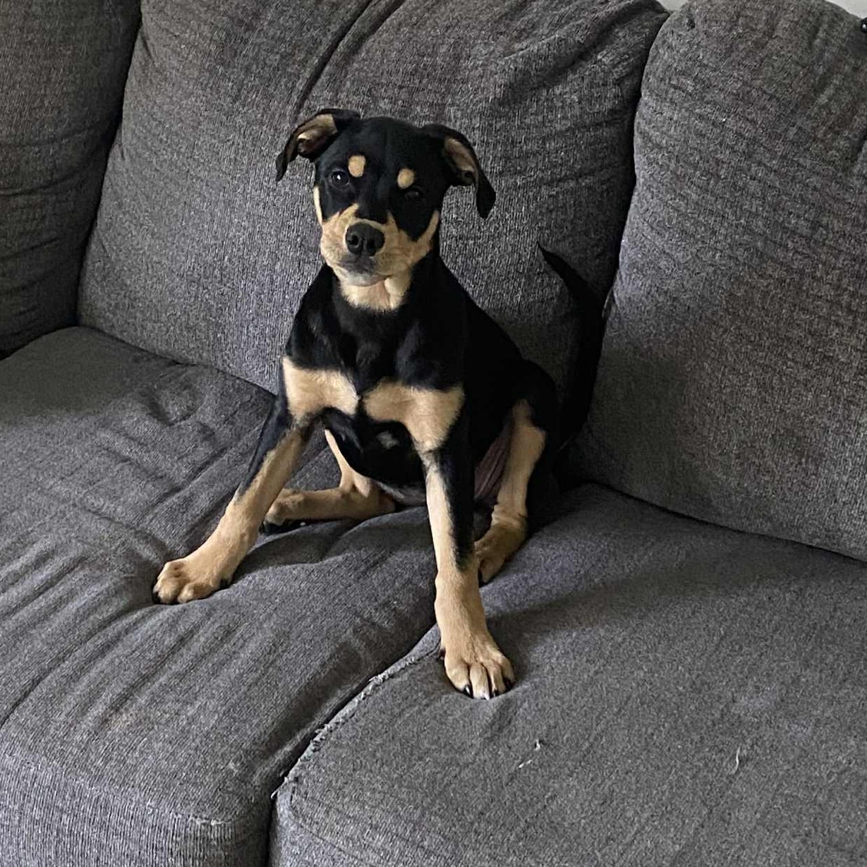 Enlarge Winnie, an adoptable mixed breed in Pittsburgh, PA image 6/6