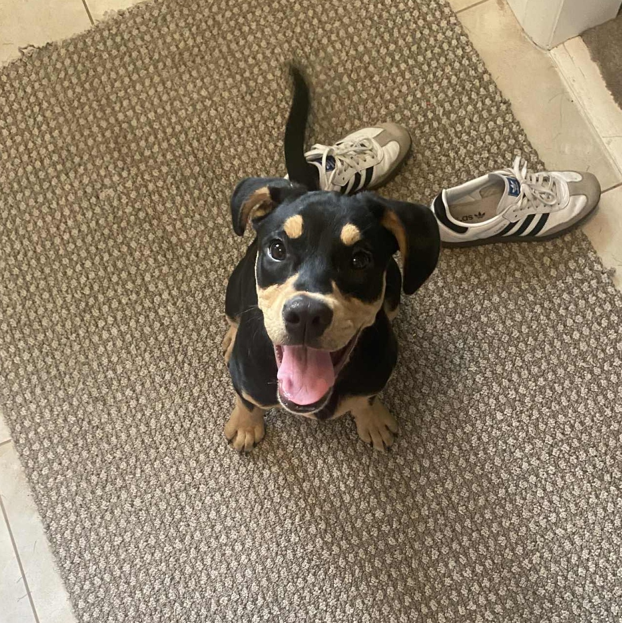 Enlarge Winnie, an adoptable mixed breed in Pittsburgh, PA image 2/6