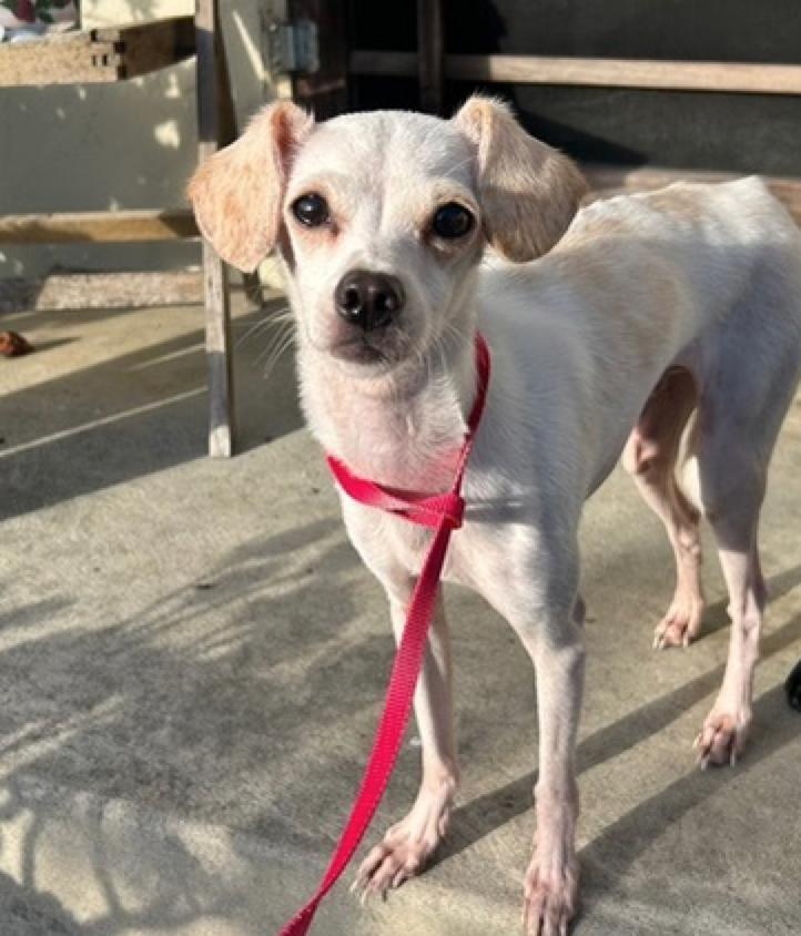 Enlarge Hocus Pocus, an adopted mixed breed in Calgary, AB image 1/6