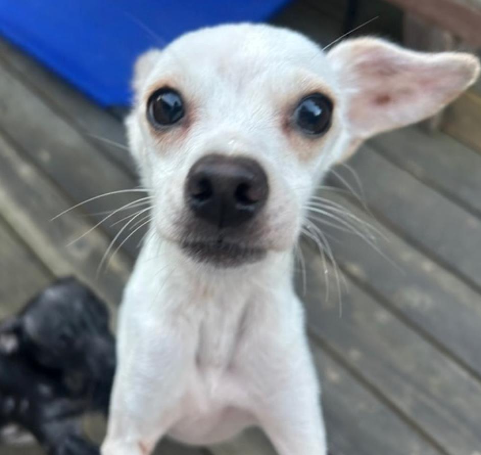 Enlarge Hocus Pocus, an adopted mixed breed in Calgary, AB image 2/6