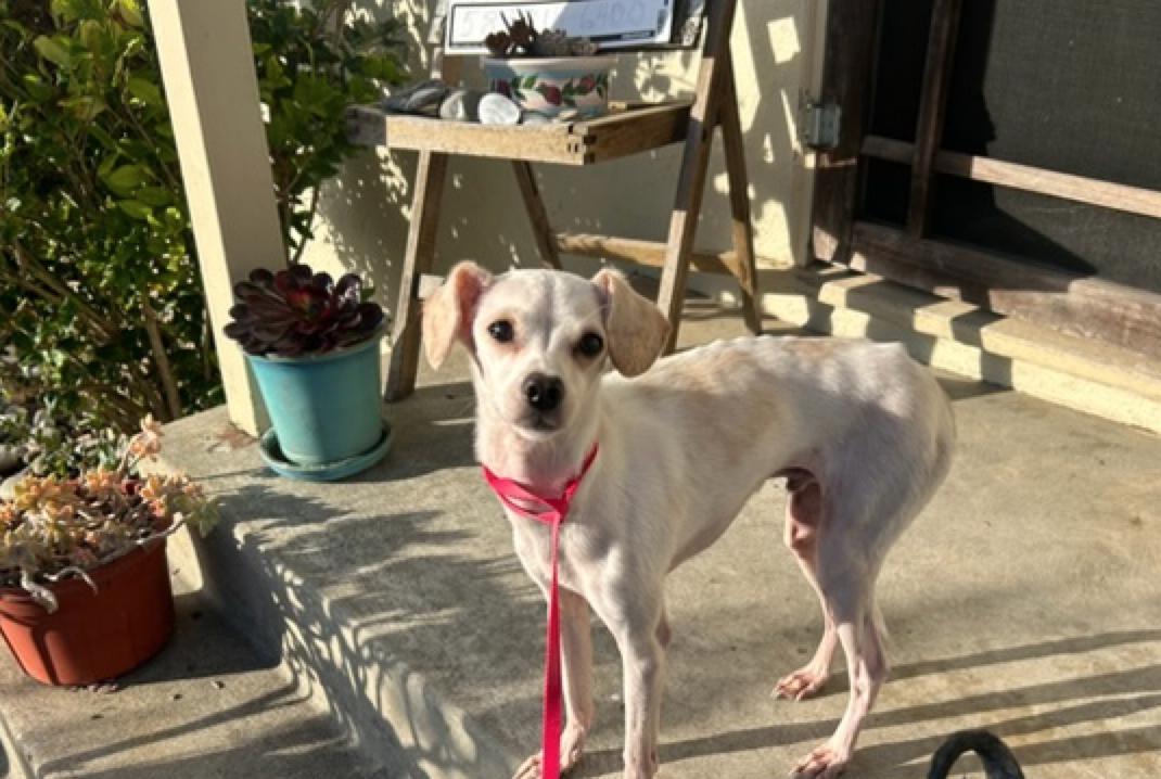 Enlarge Hocus Pocus, an adopted mixed breed in Calgary, AB image 3/6