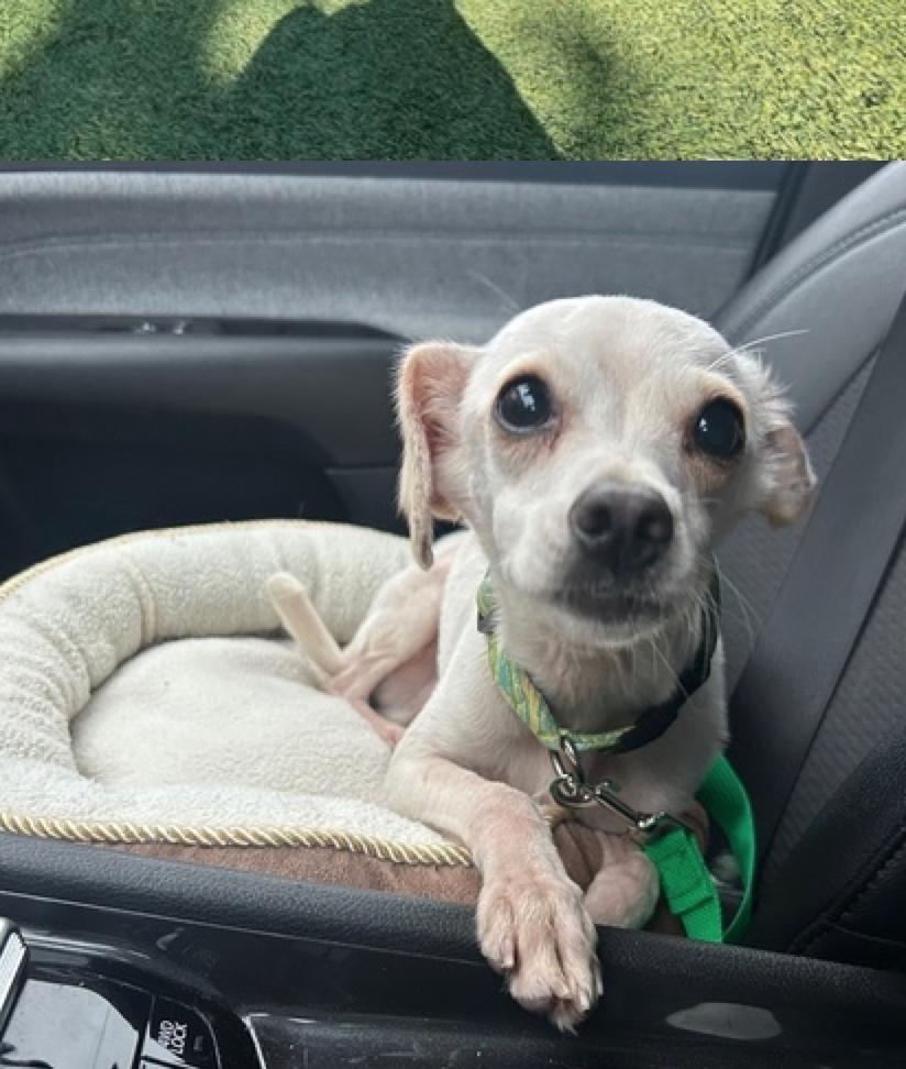 Enlarge Hocus Pocus, an adopted mixed breed in Calgary, AB image 4/6