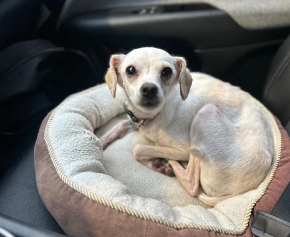 Enlarge Hocus Pocus, an adopted mixed breed in Calgary, AB image 5/6