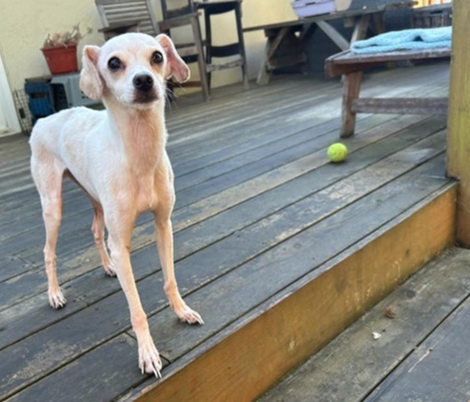 Enlarge Hocus Pocus, an adopted mixed breed in Calgary, AB image 6/6