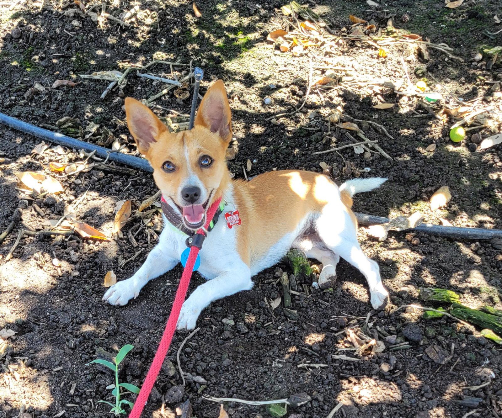Enlarge Chili, a Adoptable mixed breed in LINDSAY, CA image 1/2