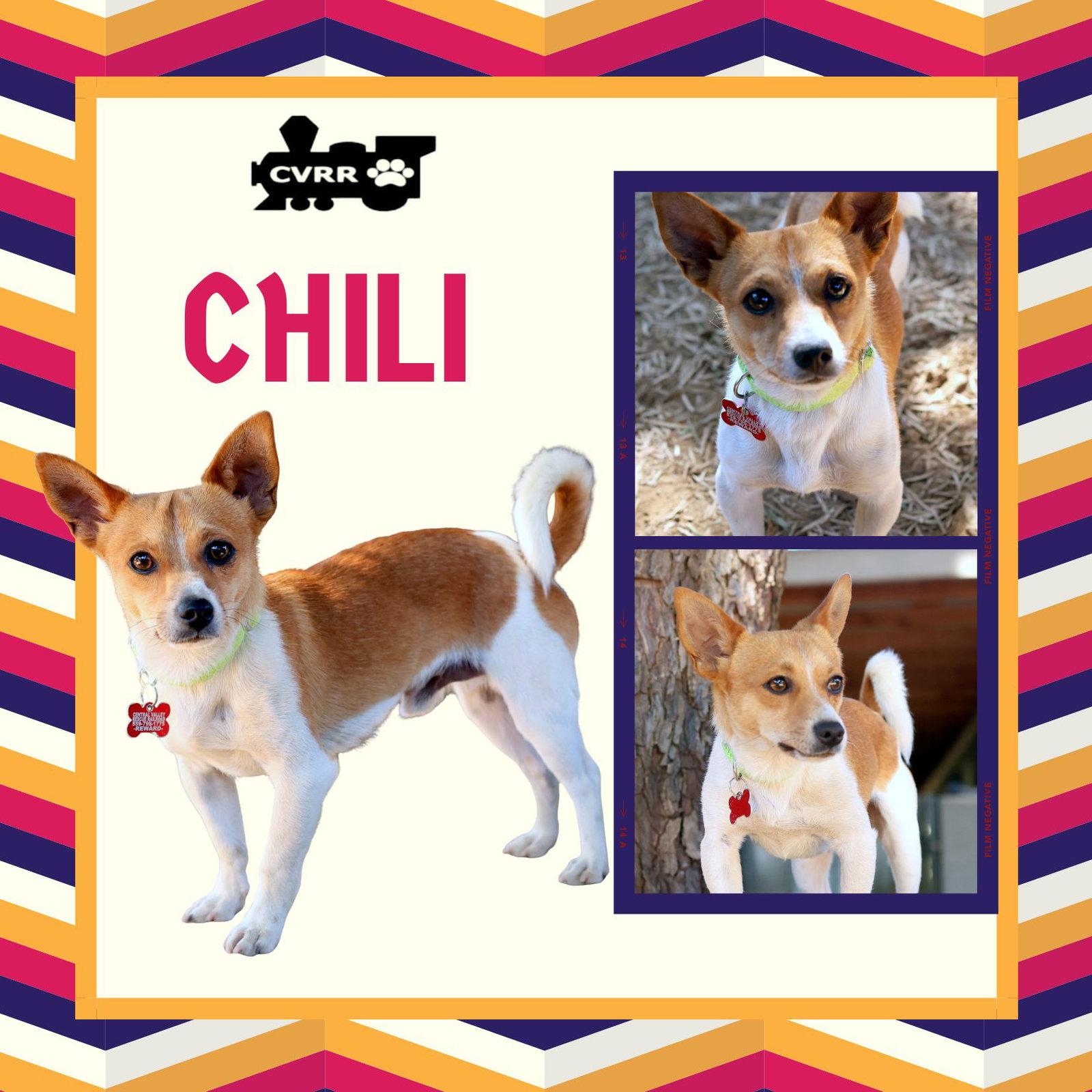 Enlarge Chili, a Adoptable mixed breed in LINDSAY, CA image 2/2