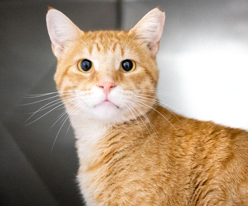 Travolta, adopted, Adult Male Domestic Short Hair.