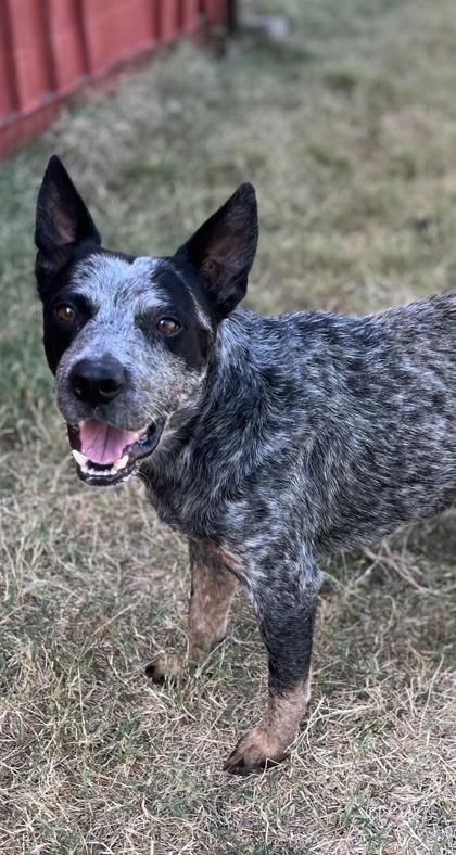 Cory — thumbnail 2